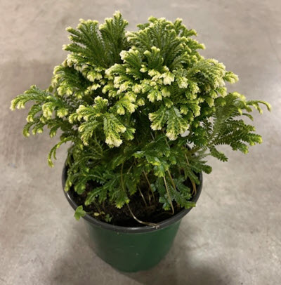 Frosty Fern Moss Selaginella